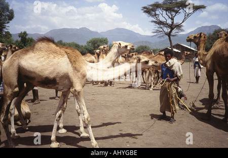 Kamel- und Viehmarkt in Mekoni. Äthiopien Stockfoto