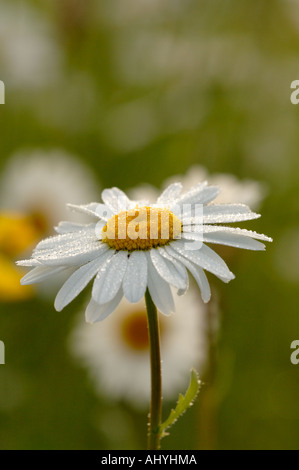 Ochse Daisy im frühen Morgenlicht zeigen Tau Augentropfen Stockfoto