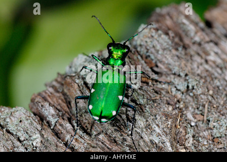 Grüne "Sandlaufkäfer", Cicindela Sexguttata, auf Baumstamm Stockfoto