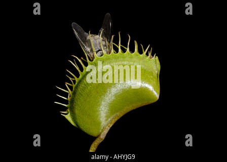 Venusfliegenfalle Dionaea Muscipula mit eingeschlossenen Stubenfliege Stockfoto