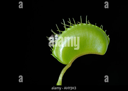 Venusfliegenfalle Dionaea Muscipula mit eingeschlossenen Stubenfliege Stockfoto