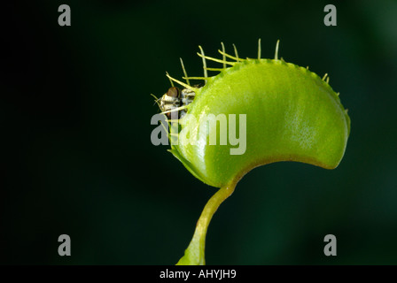 Venusfliegenfalle Dionaea Muscipula mit eingeschlossenen Stubenfliege Stockfoto