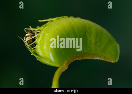 Venusfliegenfalle Dionaea Muscipula mit eingeschlossenen Stubenfliege Stockfoto