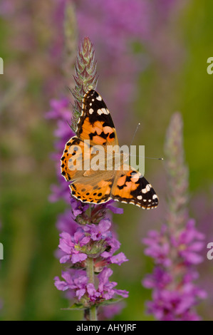 Distelfalter Schmetterling auf Blutweiderich Stockfoto