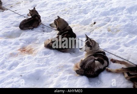 Fütterung von Husky Schlittenhunde entlang des Kungsleden in Lappland Nordschweden Stockfoto