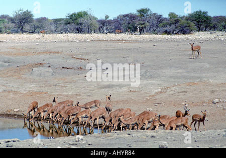 Impala Aepyceros Melampus Etosha Nationalpark Namibia Süd Ost-Afrika Stockfoto