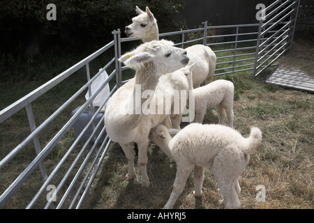 Weiße Baby Lamas und Mütter auf dem Display auf Sommerfest in England Stockfoto