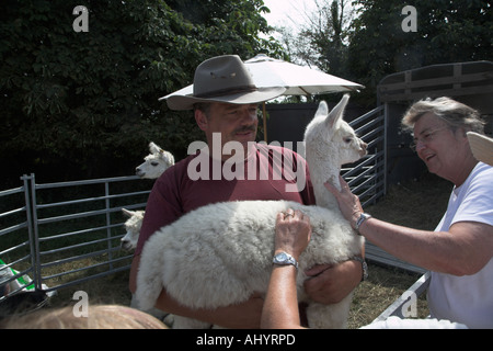 Weiße Baby Lama auf dem Display von Keeper am Sommerfest in England gehalten Stockfoto