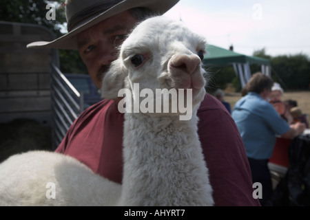 Weiße Baby Lama auf dem Display auf Sommerfest in England Stockfoto