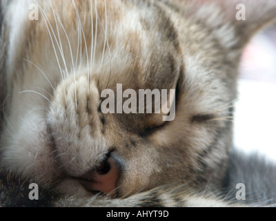 Kopf einer schlafenden Katze in Nahaufnahme Stockfoto