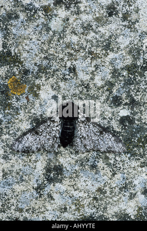 Gepfefferter Moth Intermediate Form Biston Betularia Essex UK IN000274 Stockfoto