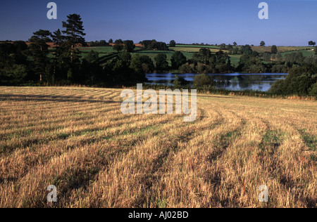 Führenden Furchen der Stoppeln in Richtung See in Northamptonshire Stockfoto