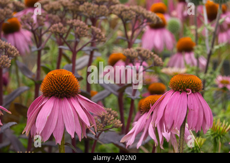 Blume zeigen Echinacea Kims Knee High Sedum lila Kaiser Stockfoto