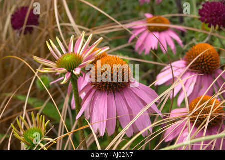 Tatton Flower Show Echinacea Kims Knee High Sedum lila Kaiser Stockfoto