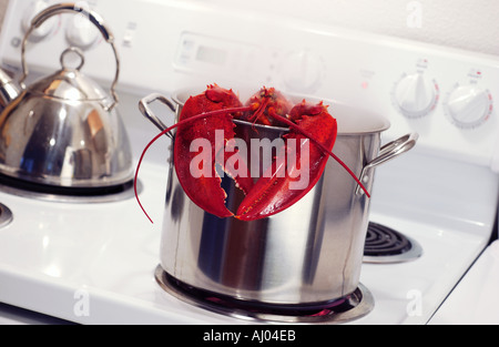 Hummer im Topf auf dem Herd kochen Stockfoto