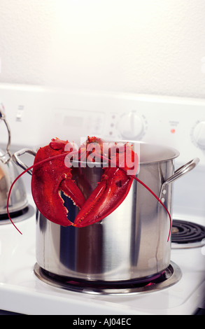 Hummer im Topf auf dem Herd kochen Stockfoto