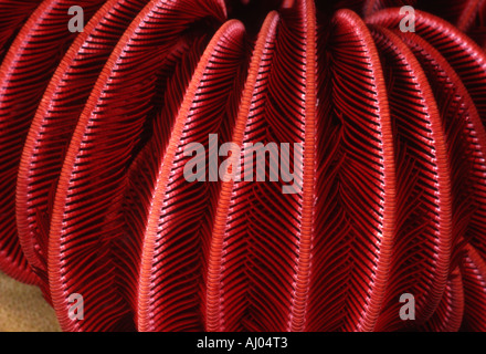 Curling-Wappen eine Crinoid (Himerometra Robustipinna). Stockfoto