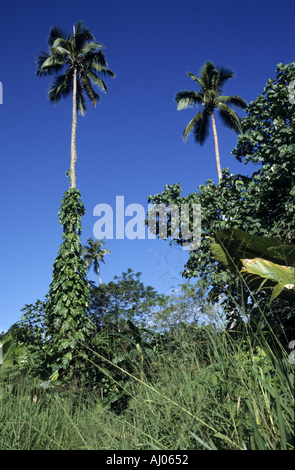 Zwei Efeu umwickelt Kokospalmen steigt aus dem Dschungel, Efate, Vanuatu. Stockfoto