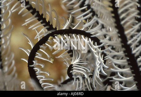 Curling-Wappen eine Crinoid (Petasometra Clarae). Stockfoto