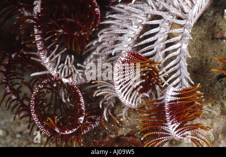 Curling-Wappen eine Crinoid (möglicherweise Lamprometra sp). Stockfoto