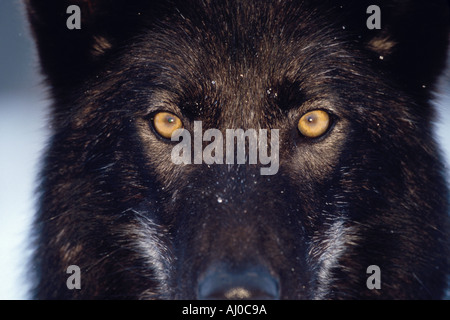 Hautnah auf den intensiven gelben Augen eine sehr dunkle farbige grauer Wolf Canis Lupus im Teton County Idaho Stockfoto