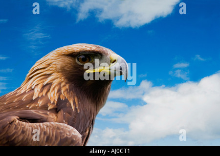 Steinadler Aquila Chrysaetos Isle of Mull Inneren Hebriden Schottland UK Großbritannien GB Großbritannien britischen Inseln Europe Stockfoto