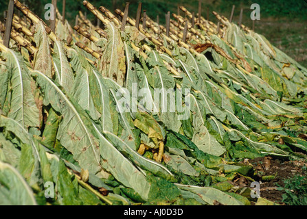 Tabakpflanzen geschnitten und aufgespießt auf Holzpfählen links in der Sonne zu beginnen, auf einem Bauernhof Madison County NC Aushärtung Stockfoto