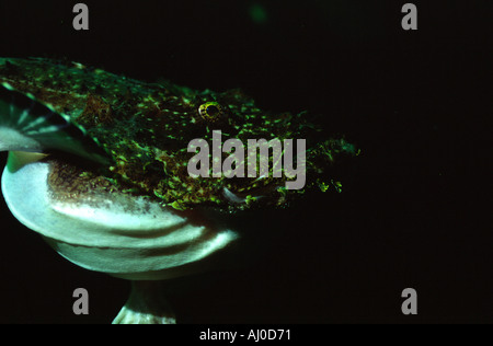 Lophius Piscatorius unter Wasser. Stockfoto