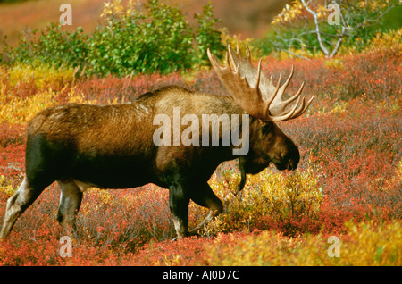 Alaska Elchbullen Spaziergänge durch niedrige Sträucher mit ihren Herbstfarben Denali Nationalpark, Alaska Stockfoto