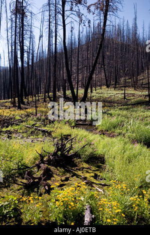 Blumen und Unterholz das Comeback ein Jahr nach Wald Feuer in die weiße Wolke-Berge in Zentral-Idaho Stockfoto