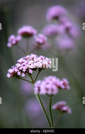 VERBENA BONARIENSIS. HAMPTON COURT PALACE FLOWER SHOW 2006 Stockfoto