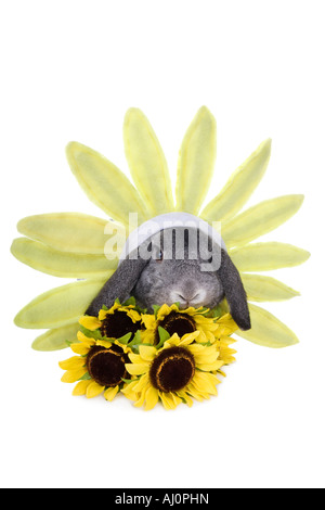 Gray lop Ohr Kaninchen gekleidet wie eine Sonnenblume im Garten auf weißem Hintergrund Stockfoto