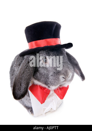 Gray formale lop Ohr Kaninchen gekleidet in roten Fliege Iand Zylinderhut Solated auf weißem Hintergrund Stockfoto