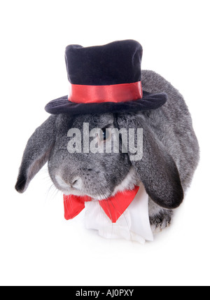 Graue formalen lop Ohr Kaninchen gekleidet in rote Fliege und Zylinder, die isoliert auf weißem Hintergrund Stockfoto