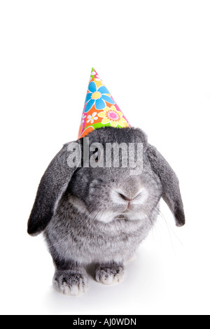 Gray Mini Lop Ohr Kaninchen mit Geburtstag Hut auf isoliert auf weißem Hintergrund Stockfoto