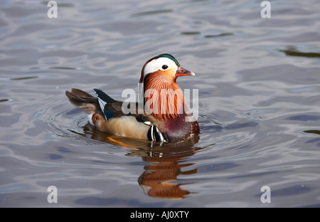 Mandarin Ente Stockfoto