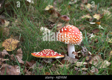 Fliegenpilz Amanita Muscaria Fliegenpilz wächst @ Potteric Carr Nature Reserve Stockfoto