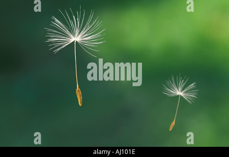 Löwenzahn Samen grüne Auenlandschaft Stockfoto