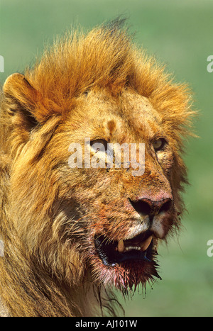 African Lion Loewe männlichen Maennchen Panthera Leo Masai Mara Nationalpark Kenia Kenia Afrika Afrika Stockfoto