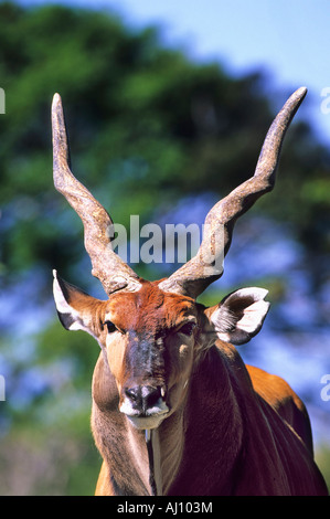 Eland Bull Bulle Maennchen Tragelaphus Oryx afrika Stockfoto