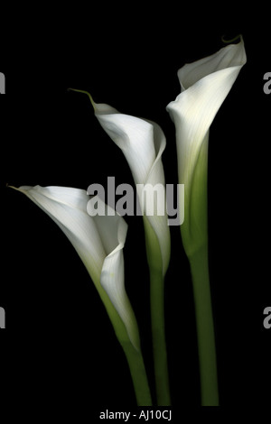 Drei weiße Calla Lilien vor dramatischen schwarzen Hintergrund Stockfoto