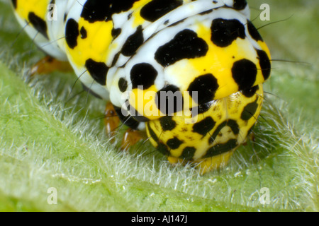 Extreme Nahaufnahme Makro Bild der front-End einer Königskerze Falter Raupe auf eine Königskerze Pflanzenblattes Stockfoto