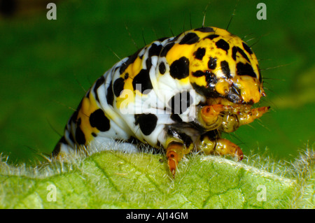 Extreme Nahaufnahme Makro Bild der front-End einer Königskerze Falter Raupe spähte über den Rand des Pflanzenblattes eine Königskerze Stockfoto