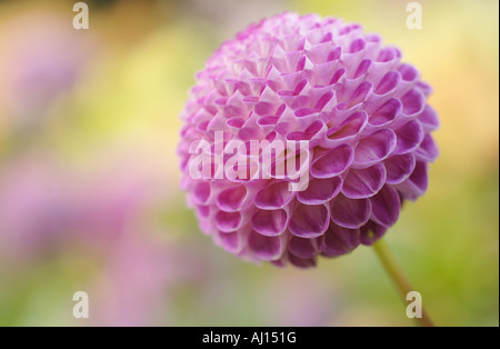 Nahaufnahme von rosa Dahlie Stockfoto