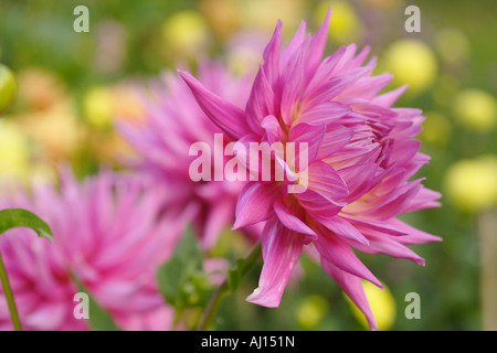 Rosa Dahlie Blüte gegen gelbe Dahlien Stockfoto