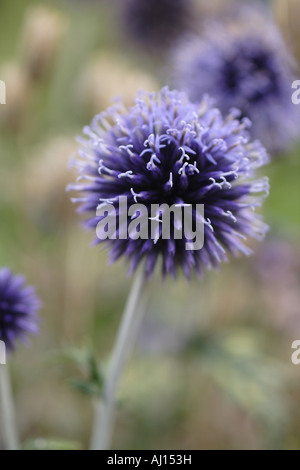 Nahaufnahme von Echinops Ritro 'Veitchs blue', Blume Blau Stockfoto
