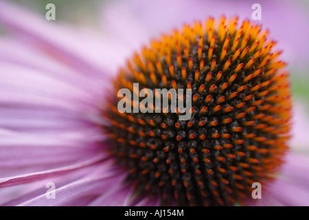 Nahaufnahme von einem einzigen Sonnenhut - Echinacea angustifolia Stockfoto