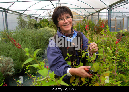 Kraut-Spezialist Jekka McVicar im Folientunnel an ihrem Bio-Kräuter-Bauernhof in der Nähe von Bristol England UK Stockfoto