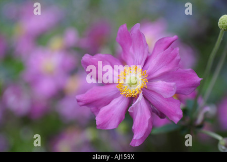 Anemone X hybrida 'Königin Charlotte' Stockfoto