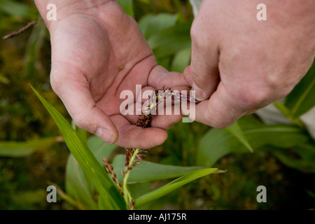 Bauernhof Bauer Hände hautnah Hafer Ernte halten Pflege Stockfoto